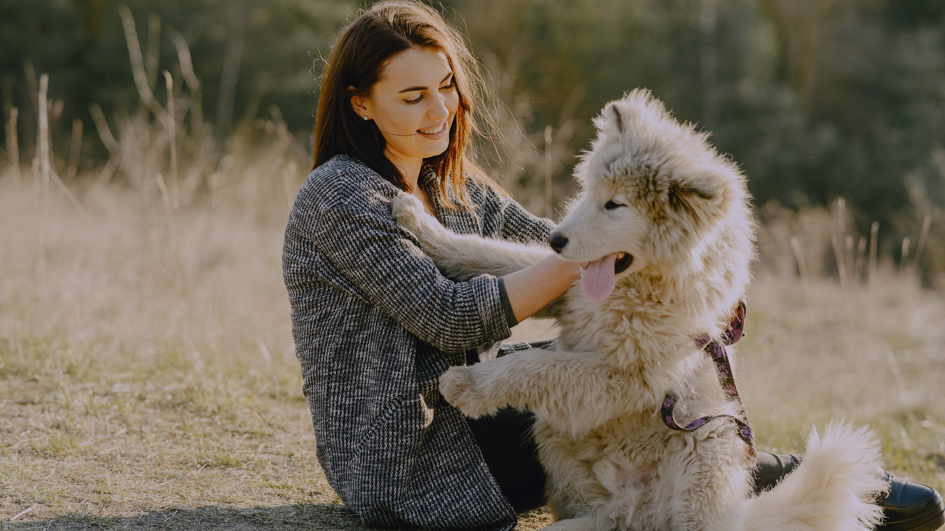 Pet Accessories